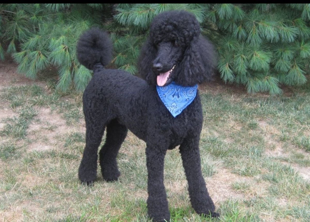 Характер героя Пьеро Буратино