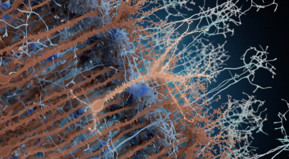 Сухоцветы бежевые