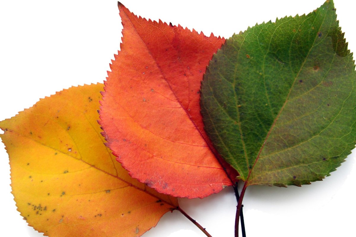 Кленовый листик