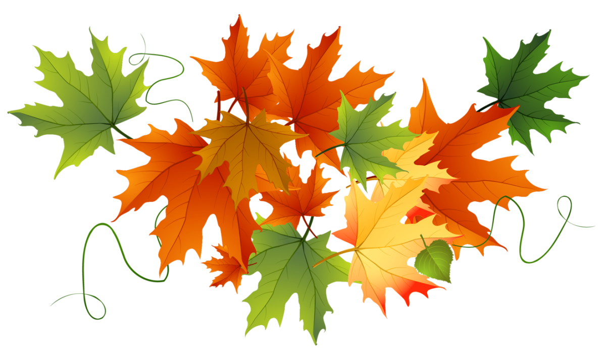 Большой кленовый лист