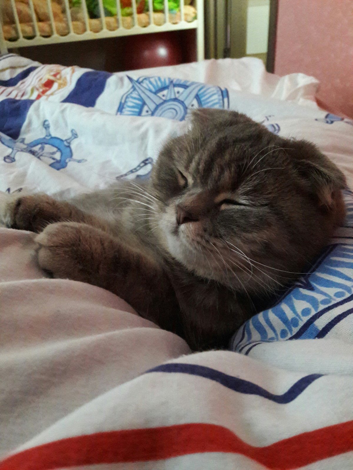 Спокойной ночи котик