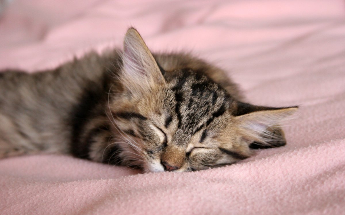 Милый котик спит