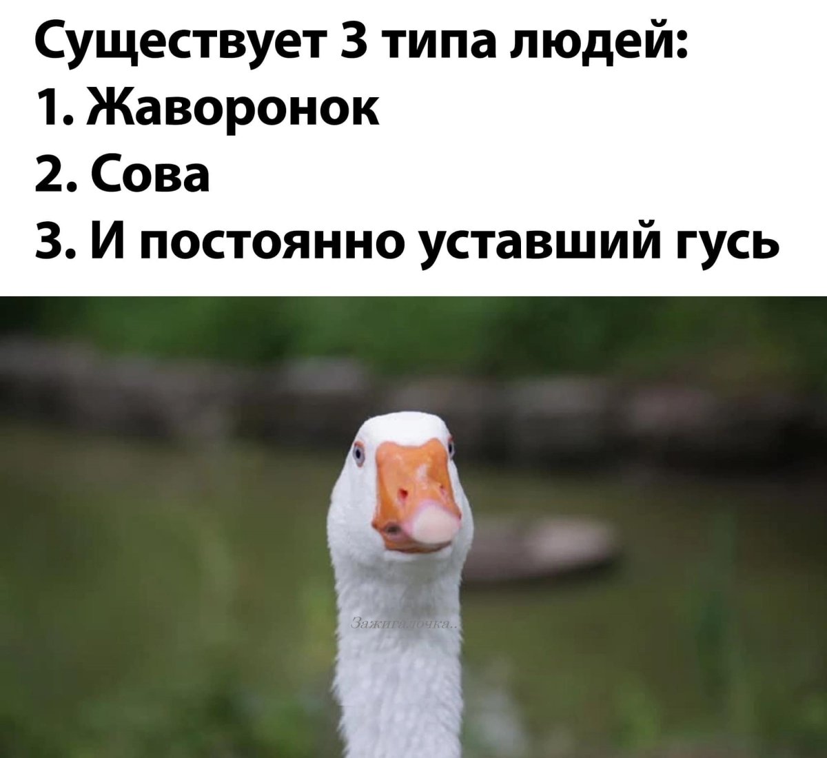 Мем с гусем