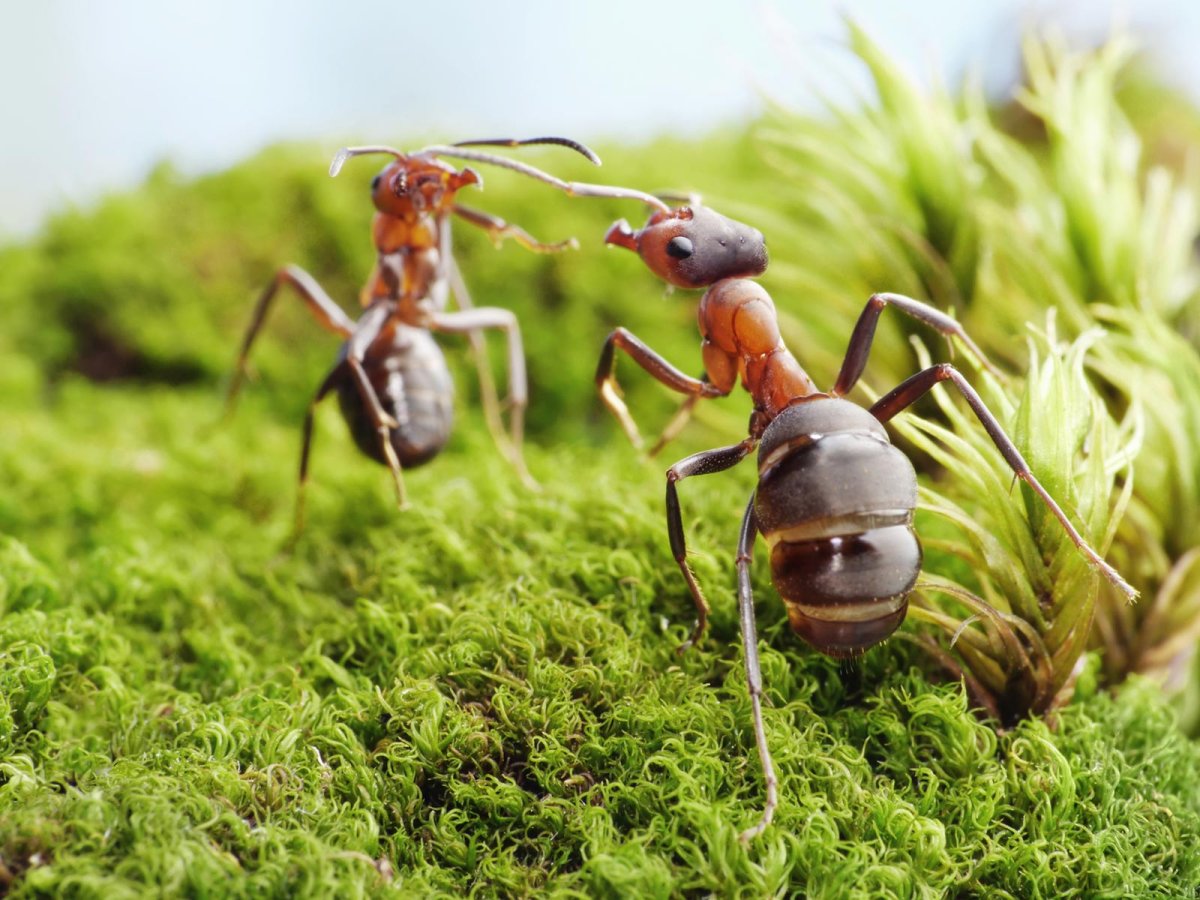 Андрей Павлов муравьи