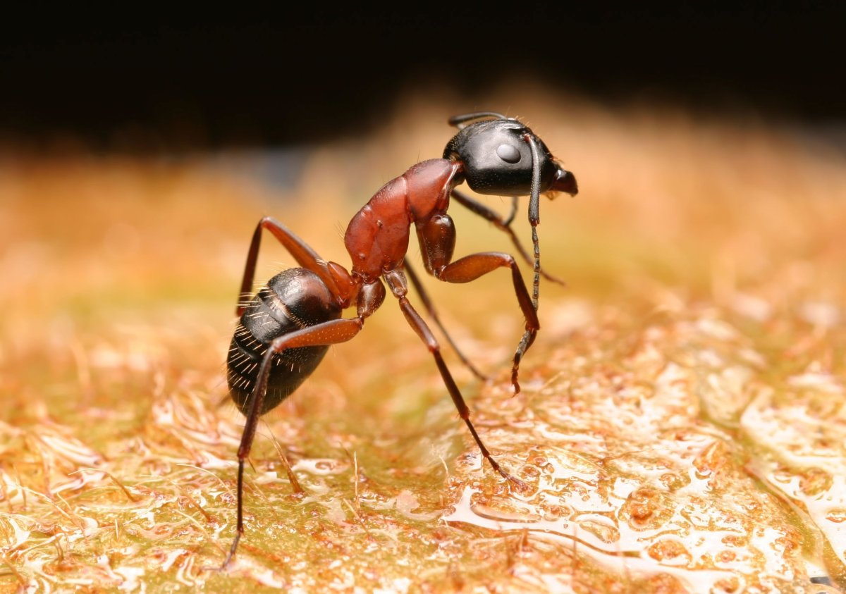 Рыжий Лесной муравей (Formica Rufa)