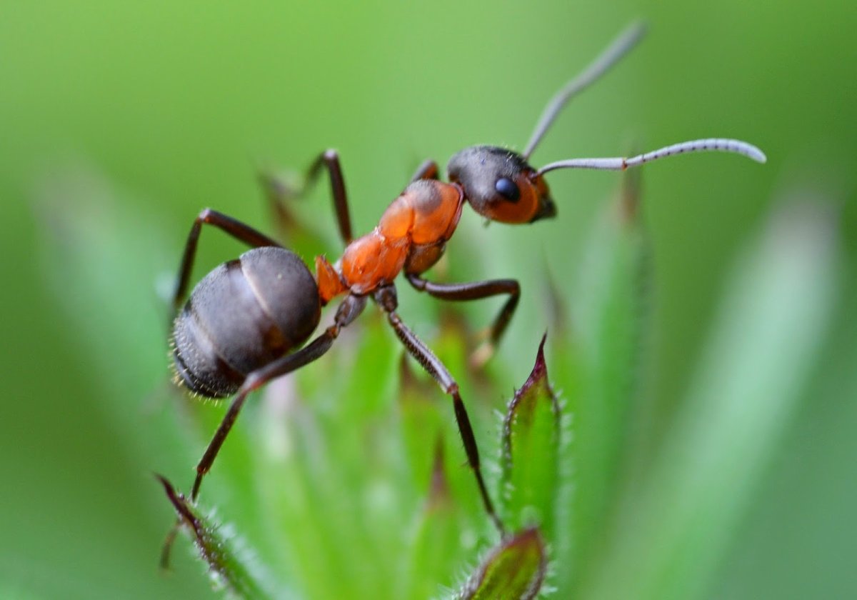 Рыжий Лесной муравей (лат. Formica Rufa)