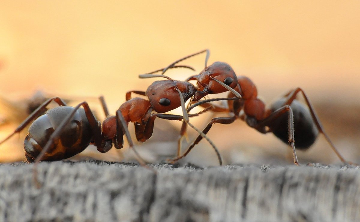 Рыжий Лесной муравей (Formica Rufa)
