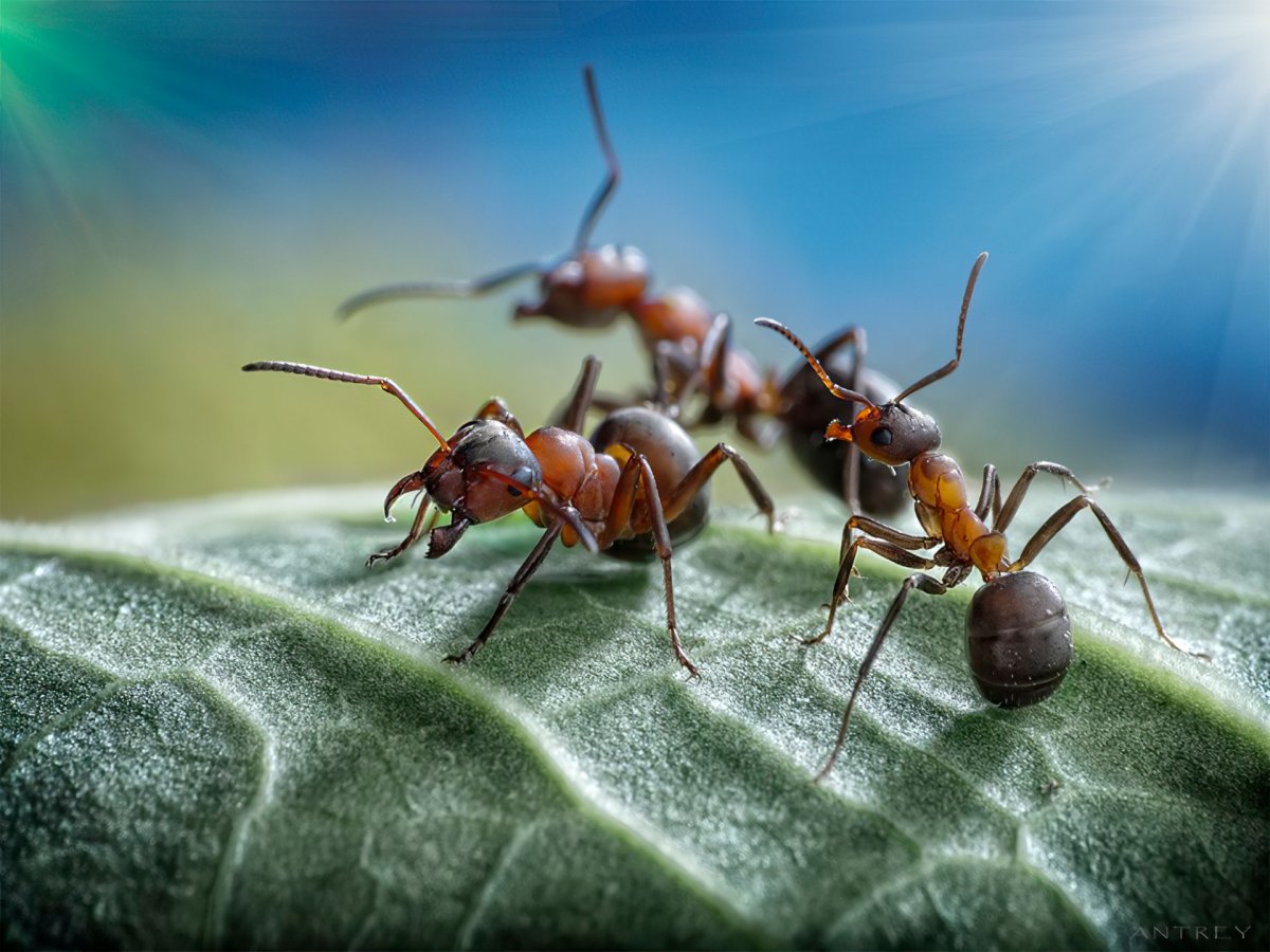Муравей на рабочий стол