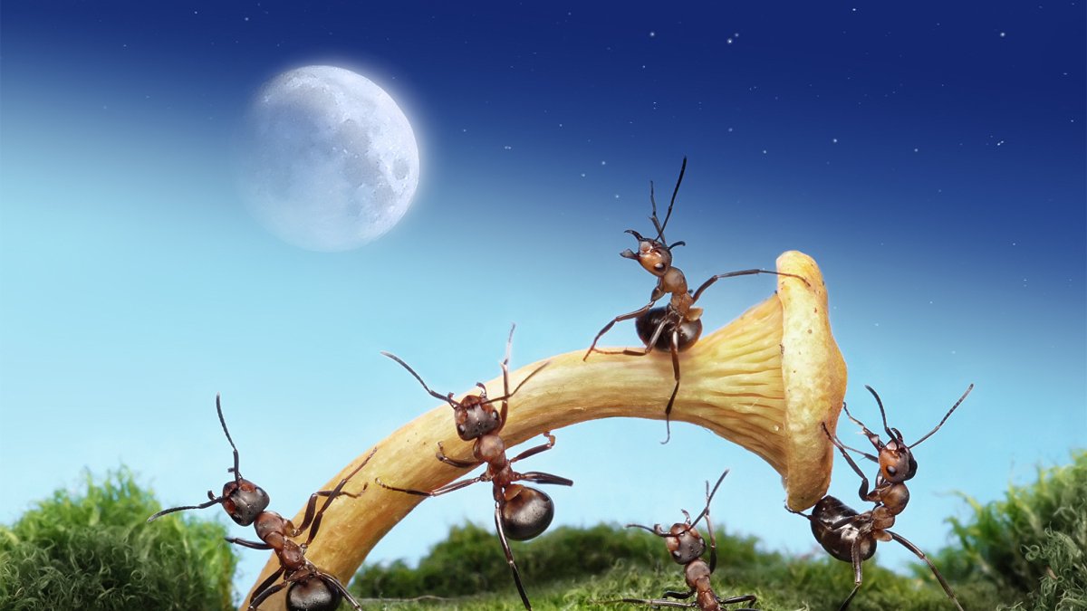 Сальтаторы муравьи