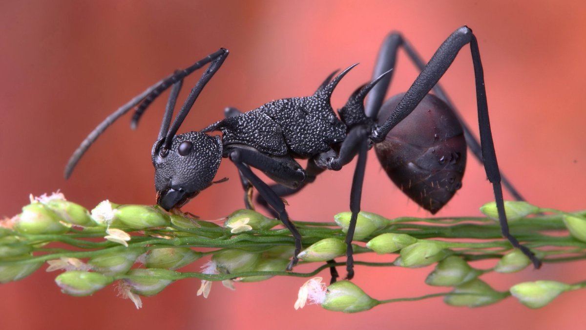 Муравей Листоед