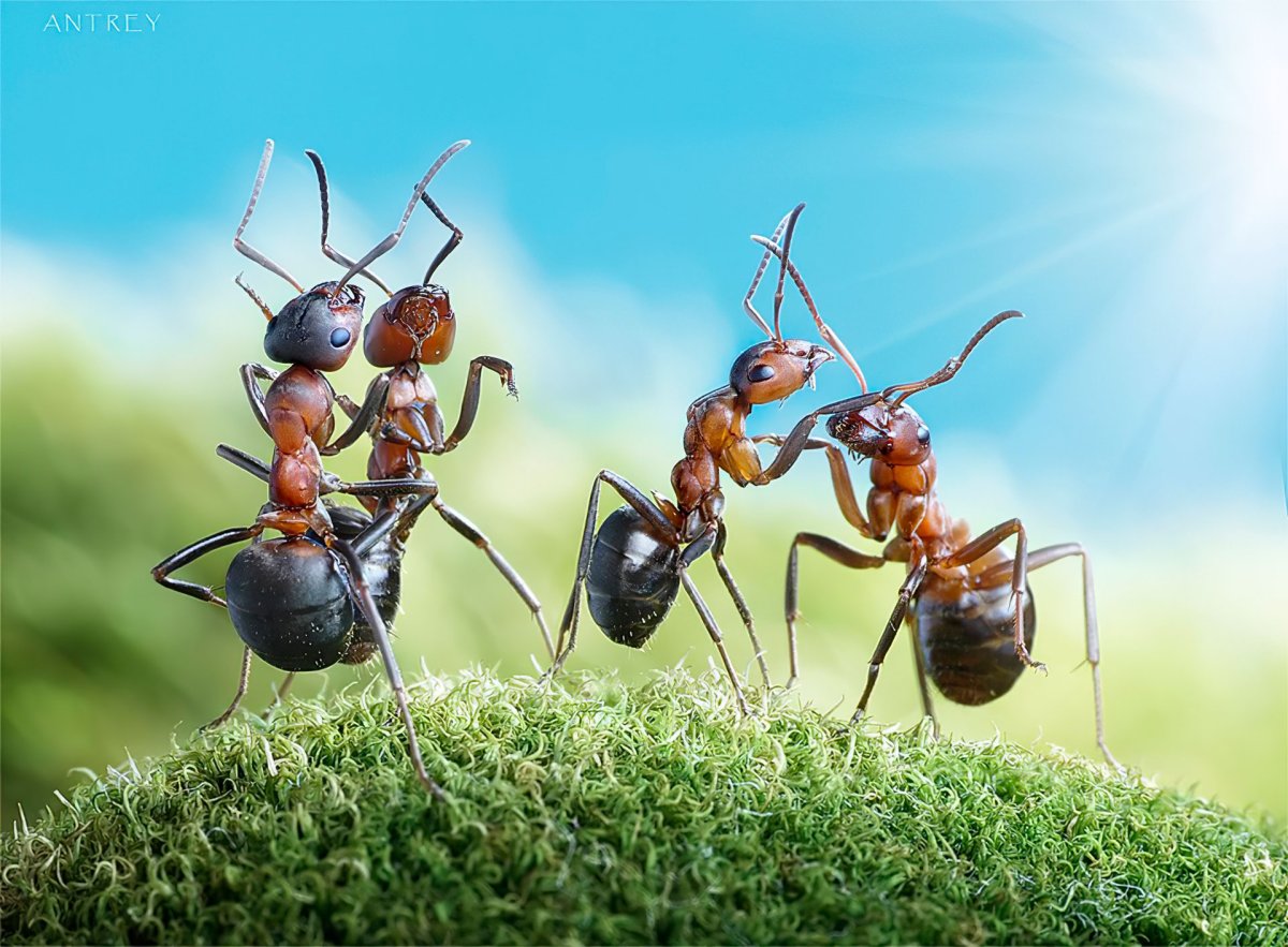 Андрей Павлов фотограф муравьи