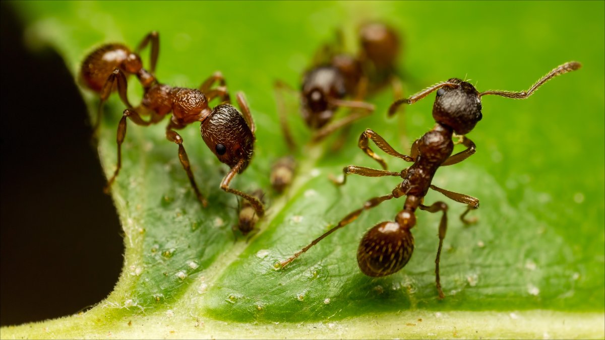 Муравей крупно