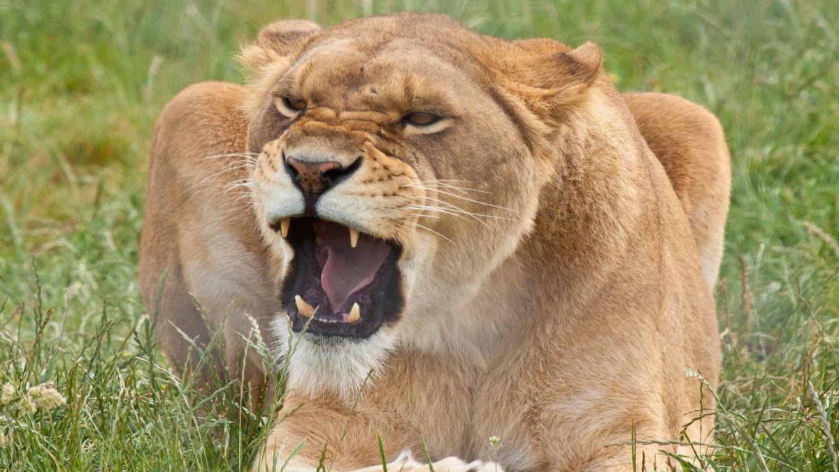 Пума черно белая