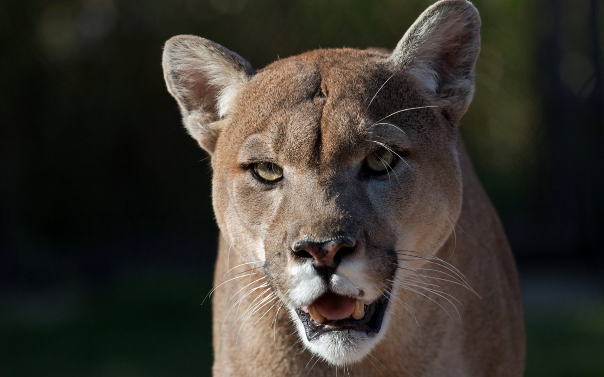 Красивая львица