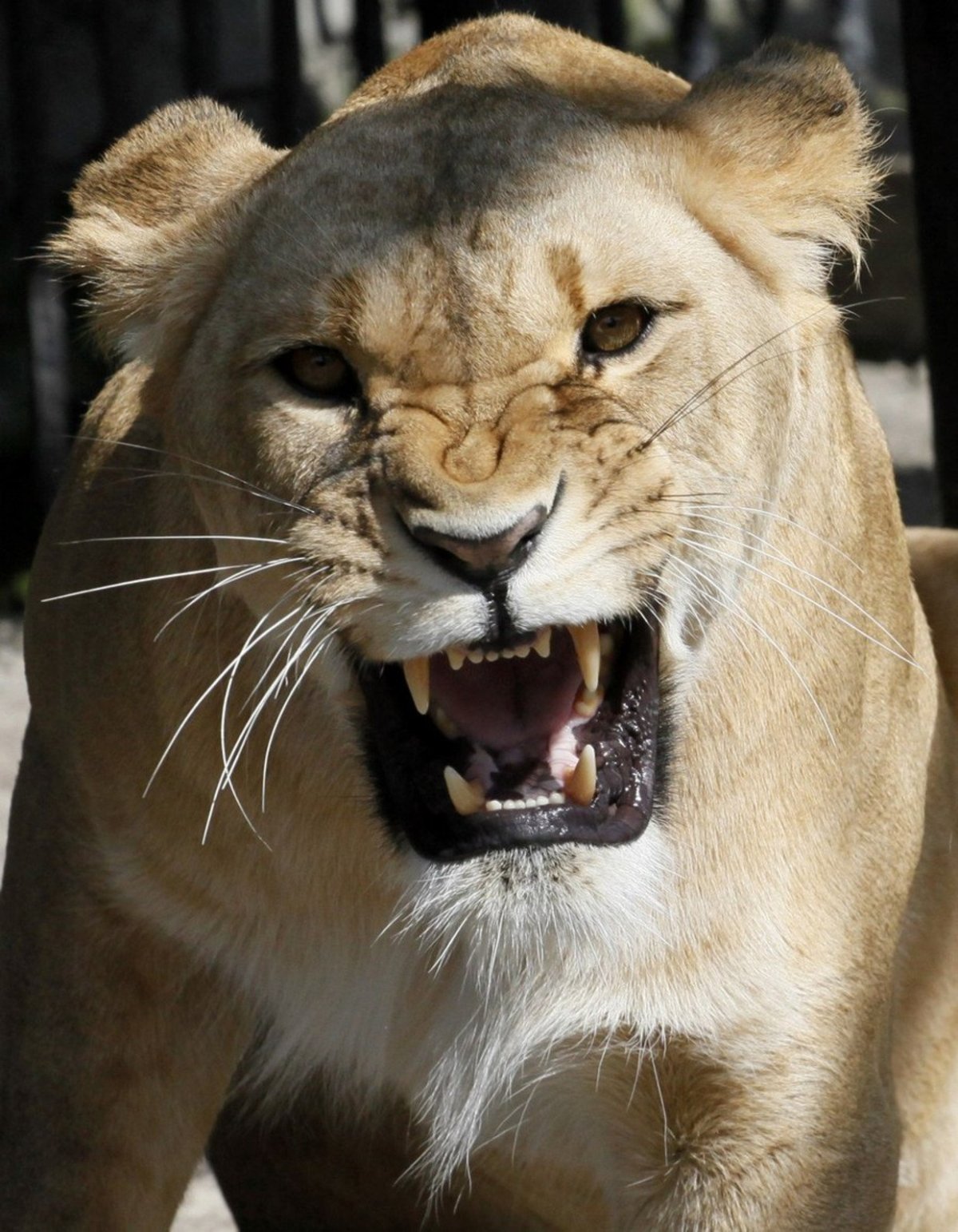 Крутая львица