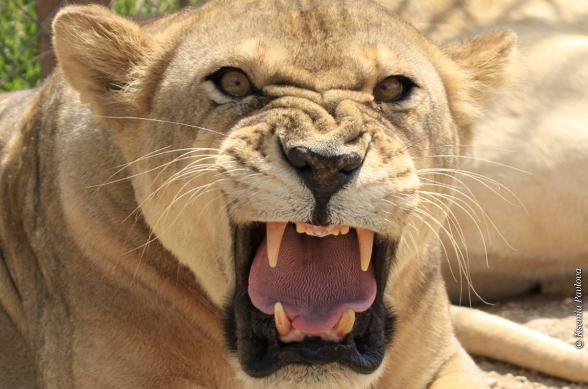 Злая львица