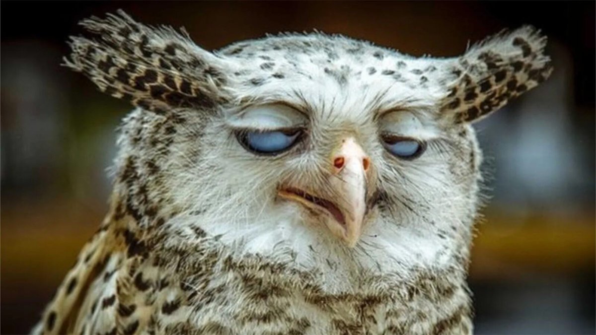 С днём рождения прикольные птички