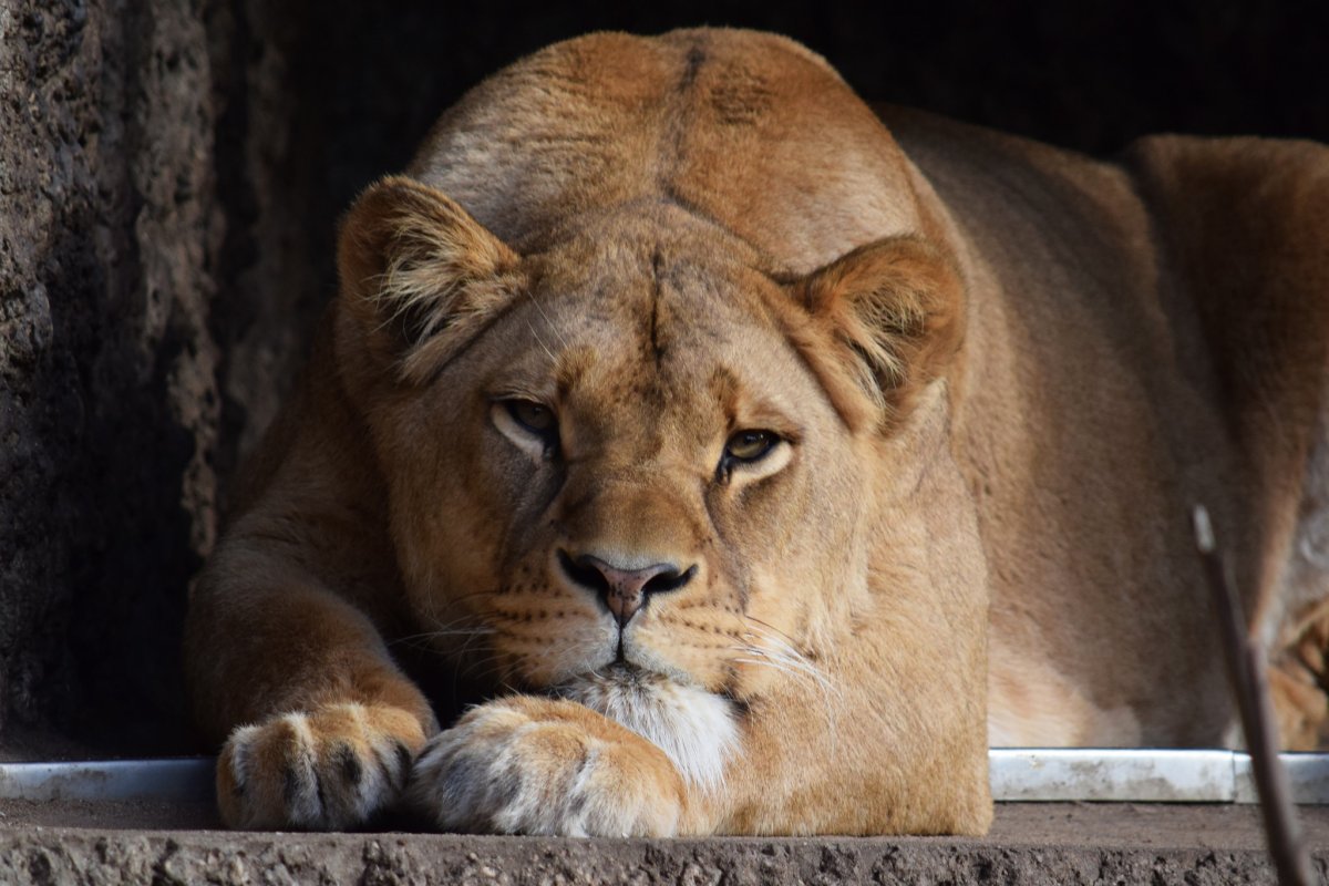 Пума и львица