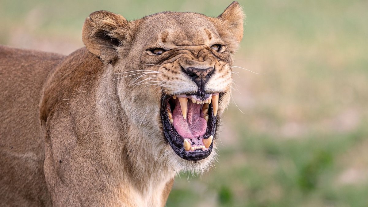 Львица рычит