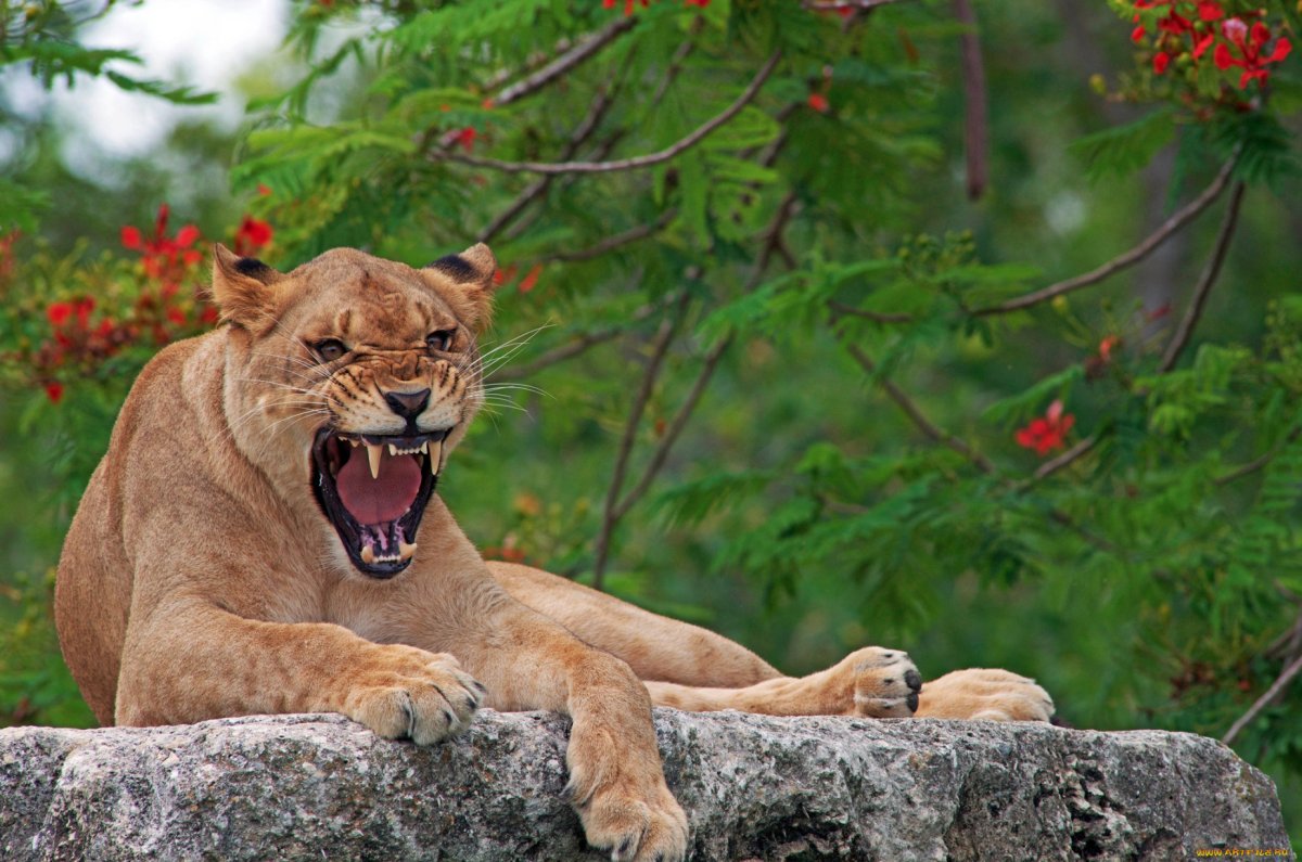 Львица рычит