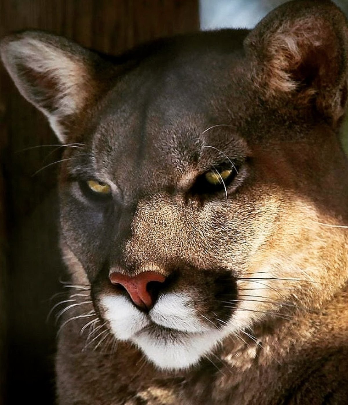 Львица злится