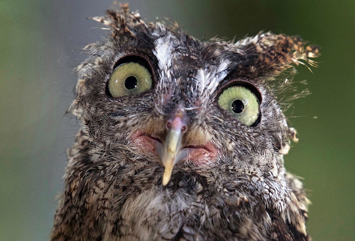 Сова с биноклем