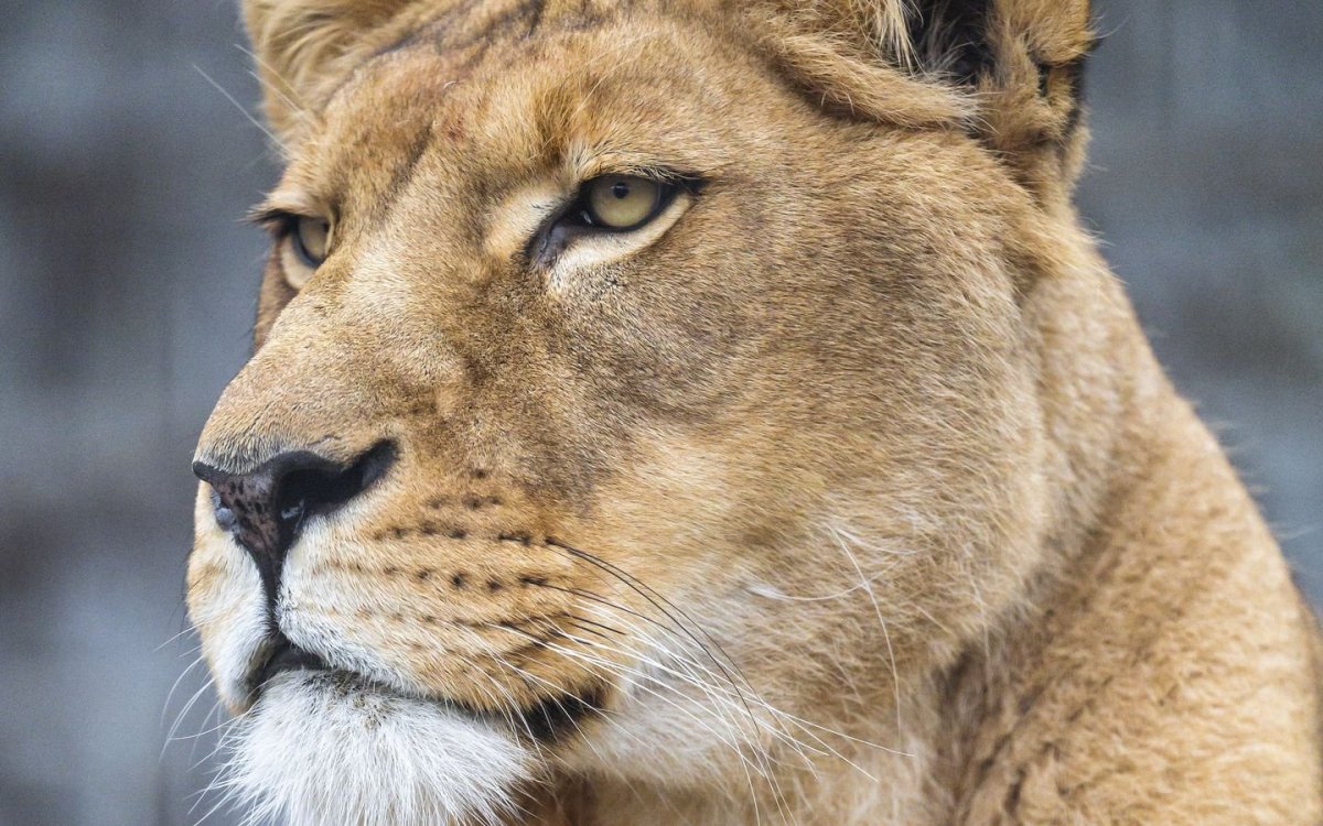 Пума улыбается