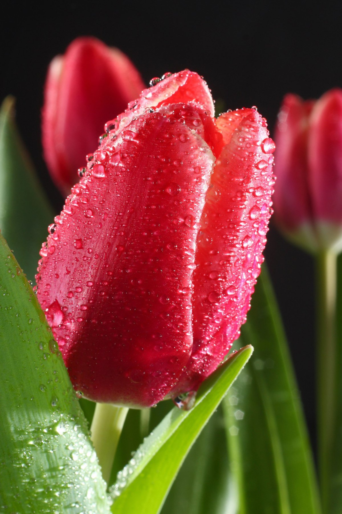 Тюльпан Брайт Сайд