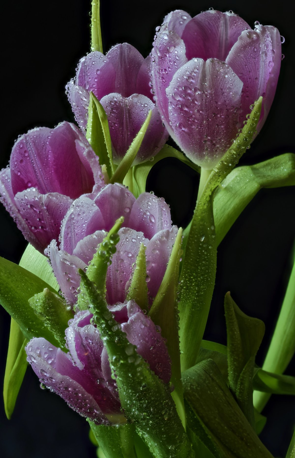 Красивые тюльпаны в росе