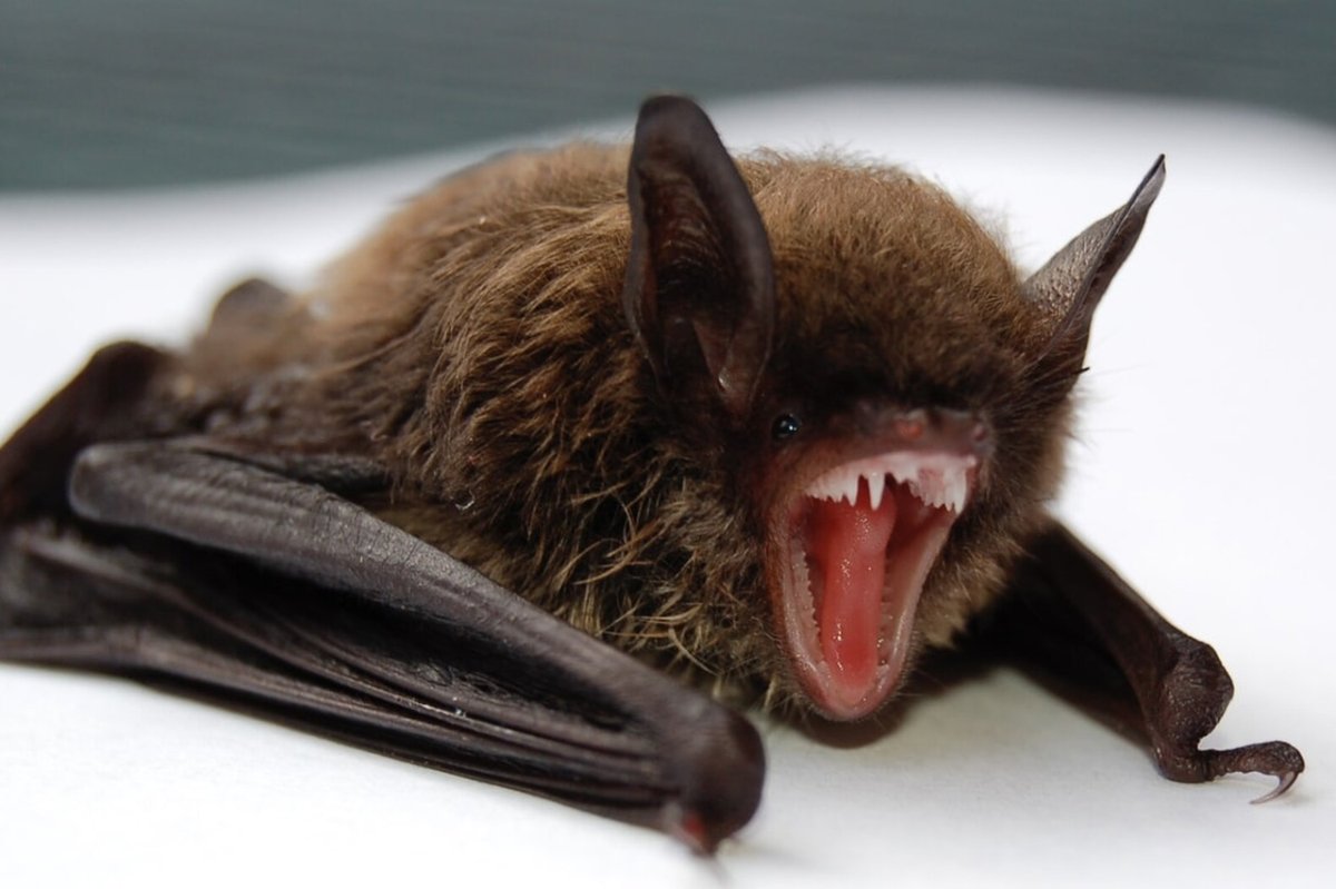 Летучая мышь ковид 19
