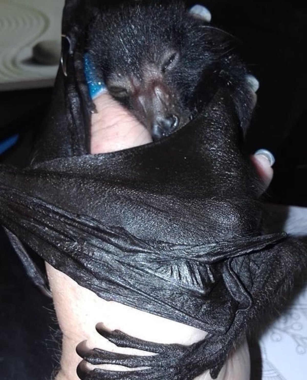 Летучая мышь обнимает