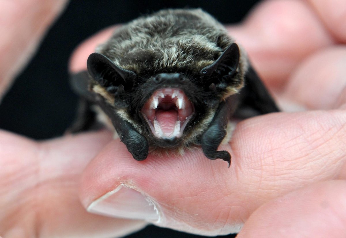 Маленькие летучие мыши