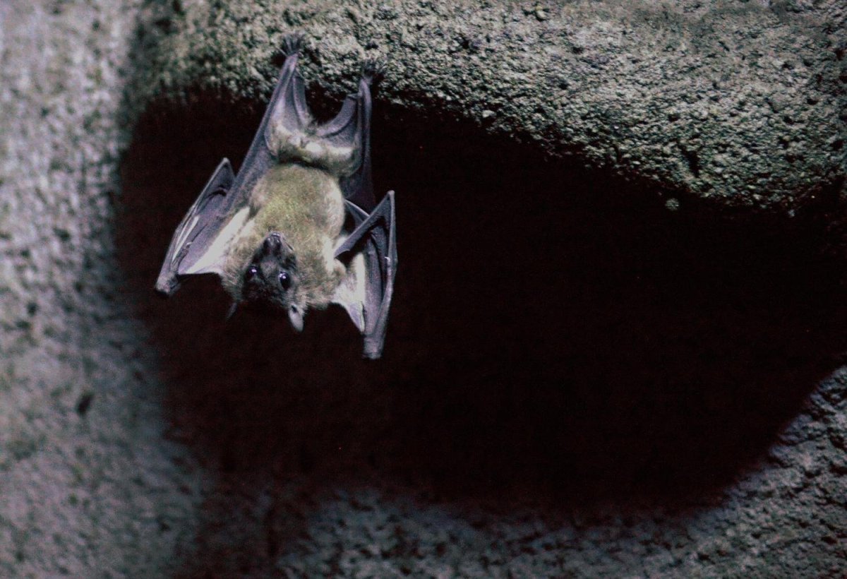 Летучая мышь коронавирус