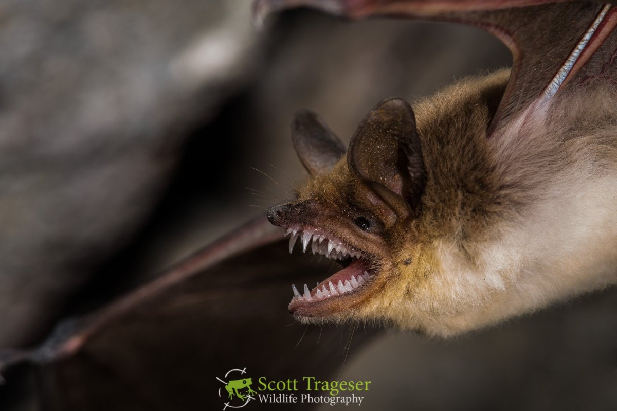 Обыкновенная ночница