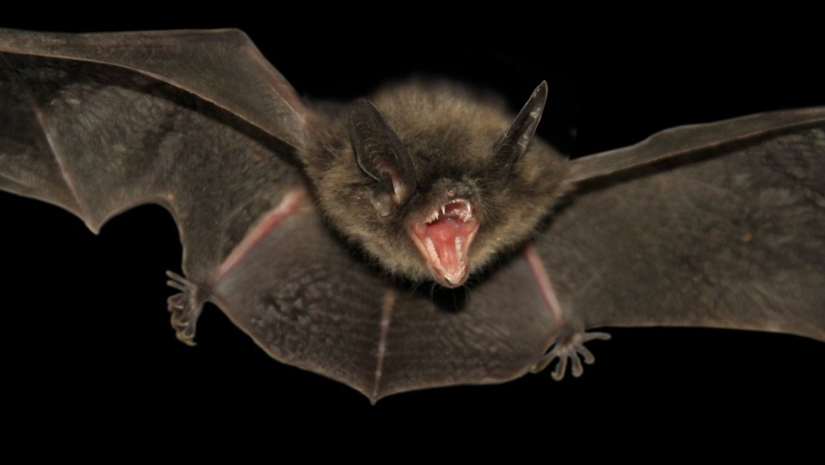 Проект летучая мышь