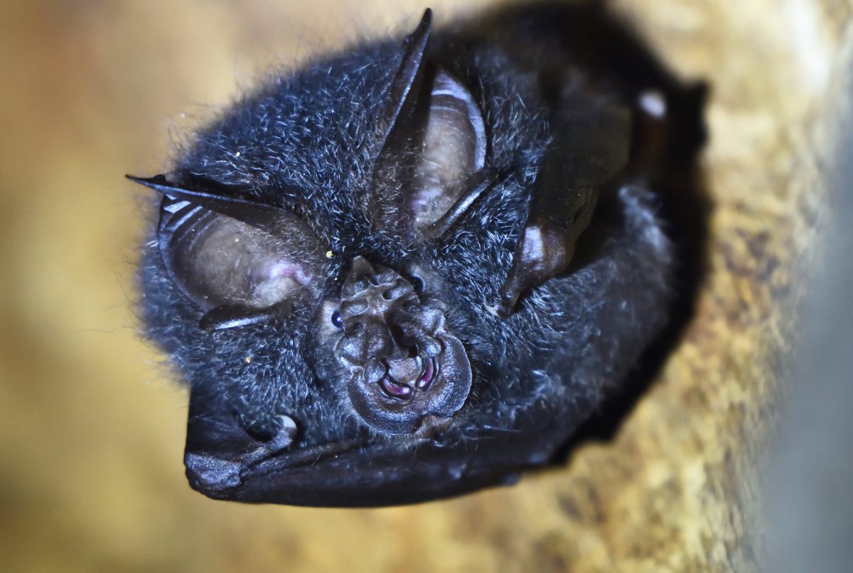 Дракула летучая мышь