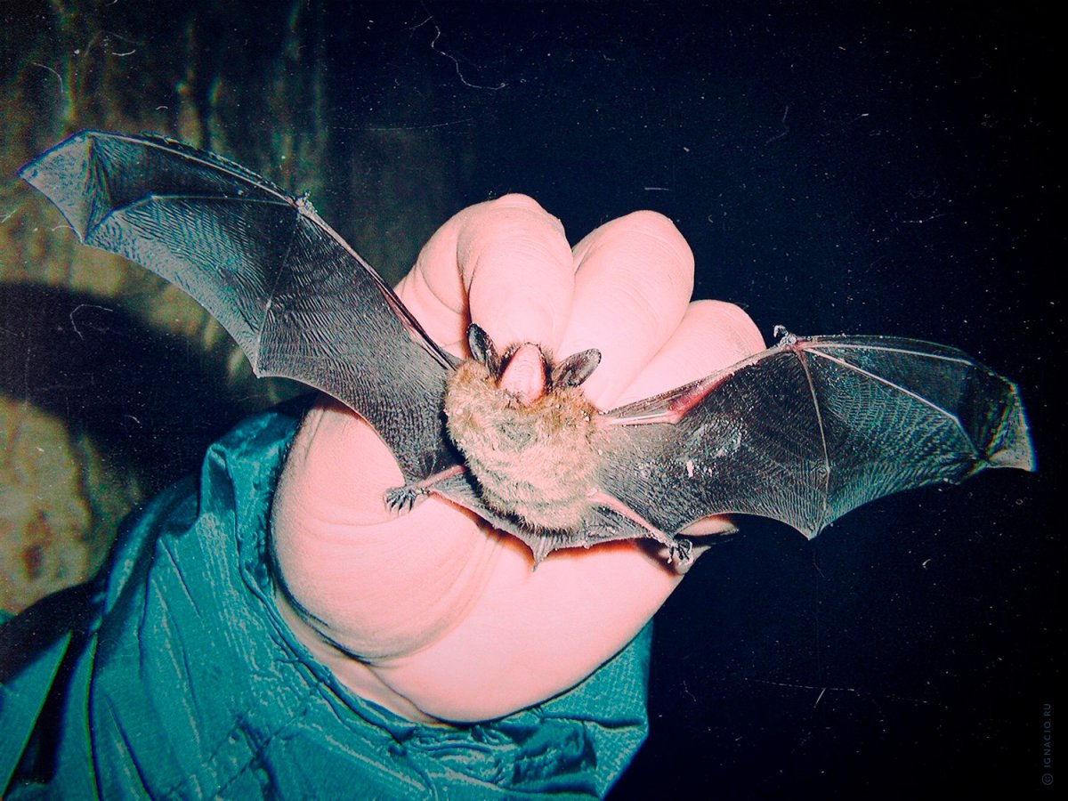 Нургуш летучая мышь