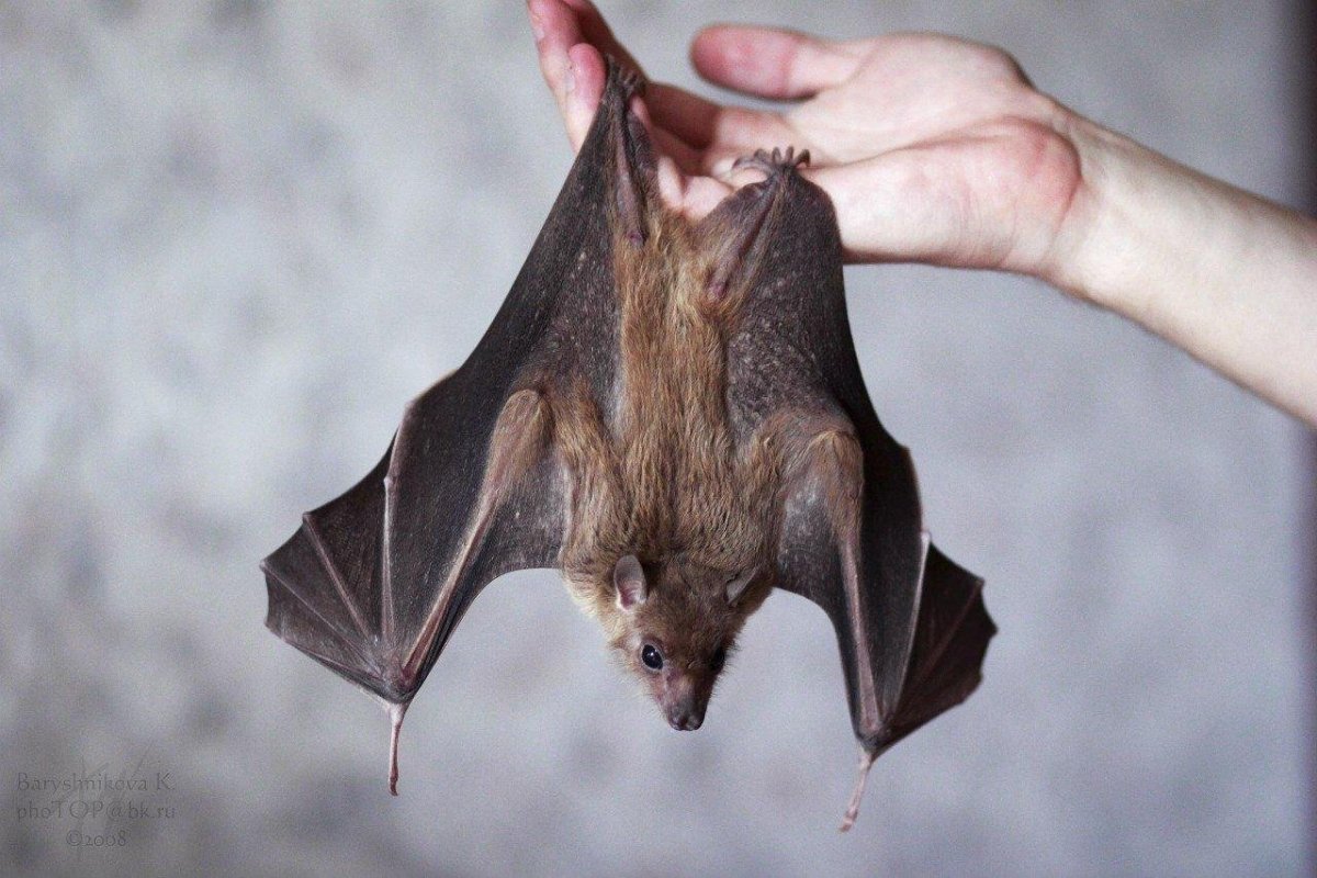 Нургуш летучая мышь