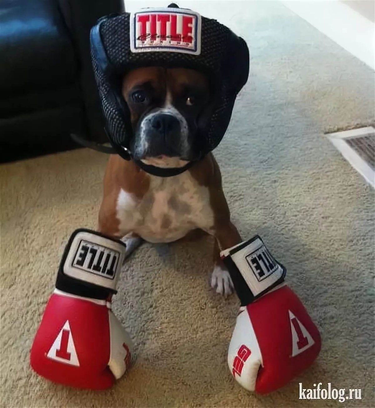 Боксер на аву