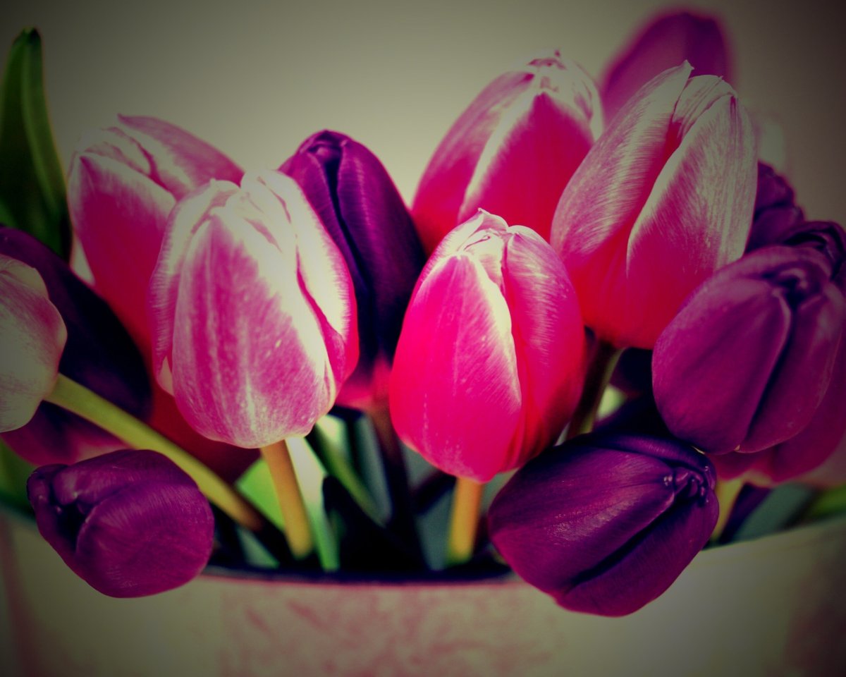 Тюльпаны Индиана букет