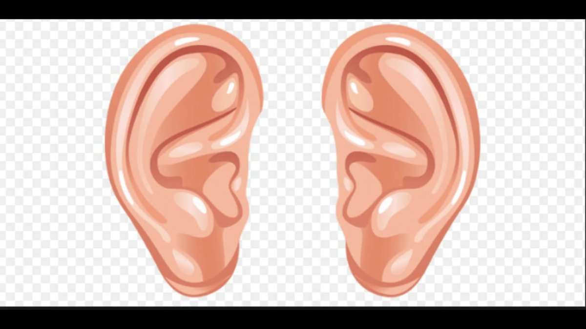 Ухо картинка