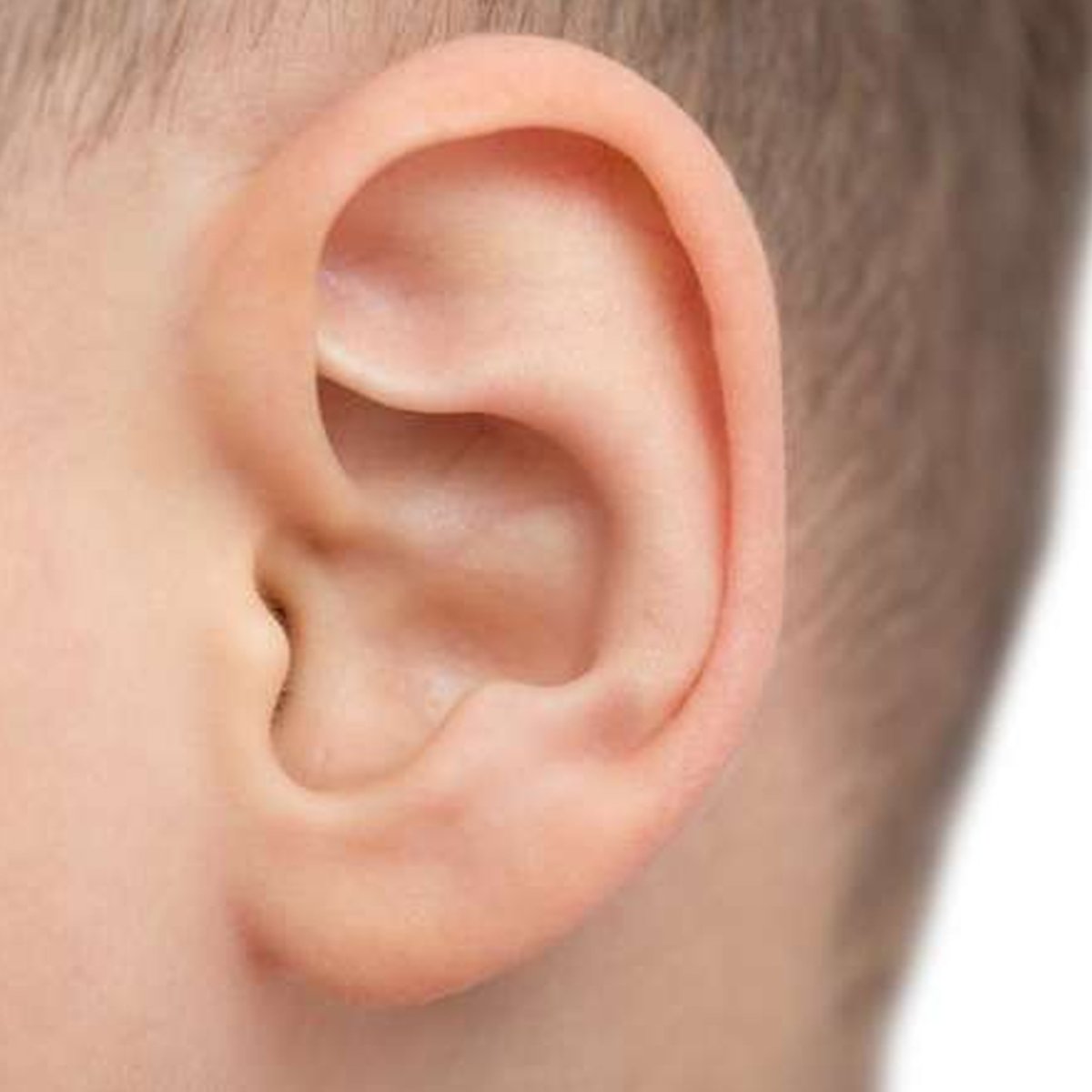 Анатомия уха референс