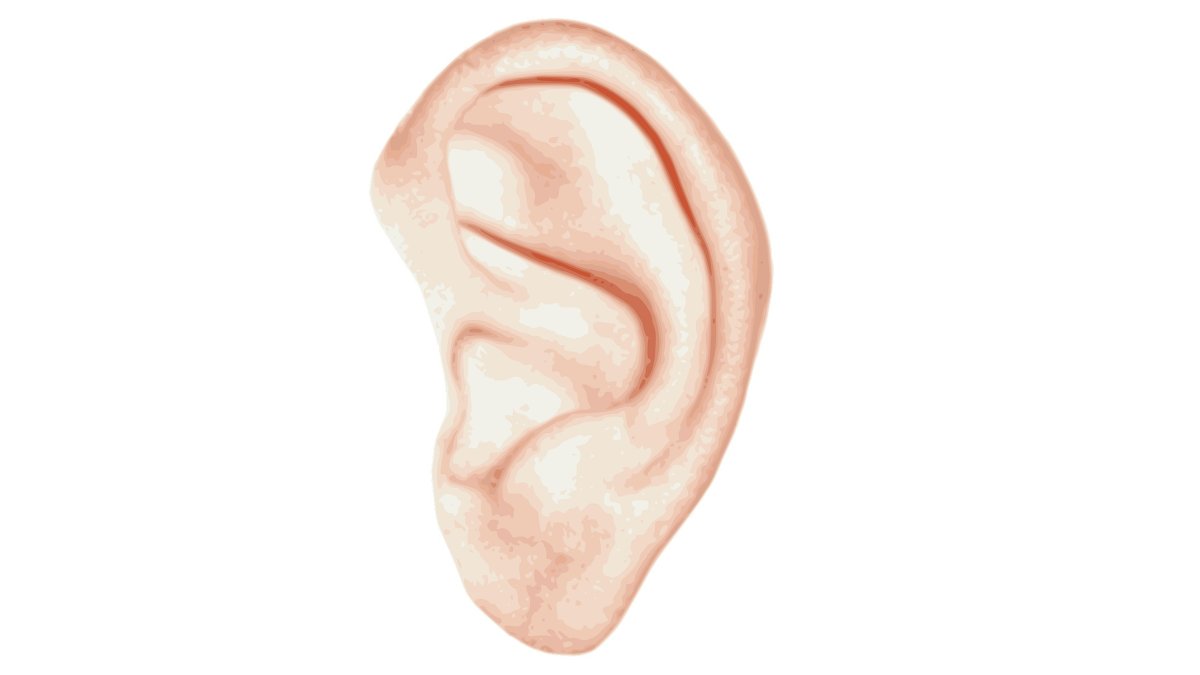 Части тела ухо