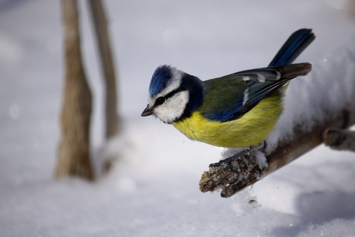 Зимующие птицы синица для детей