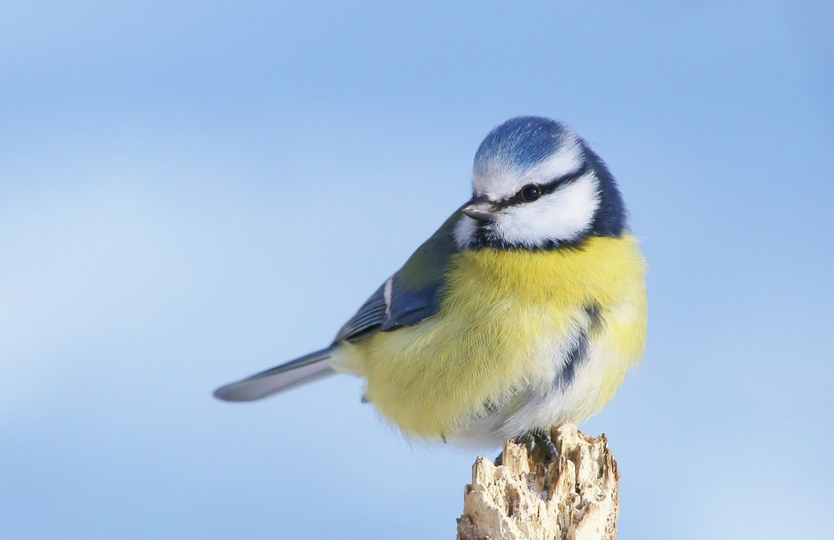 Лазоревка птица фото