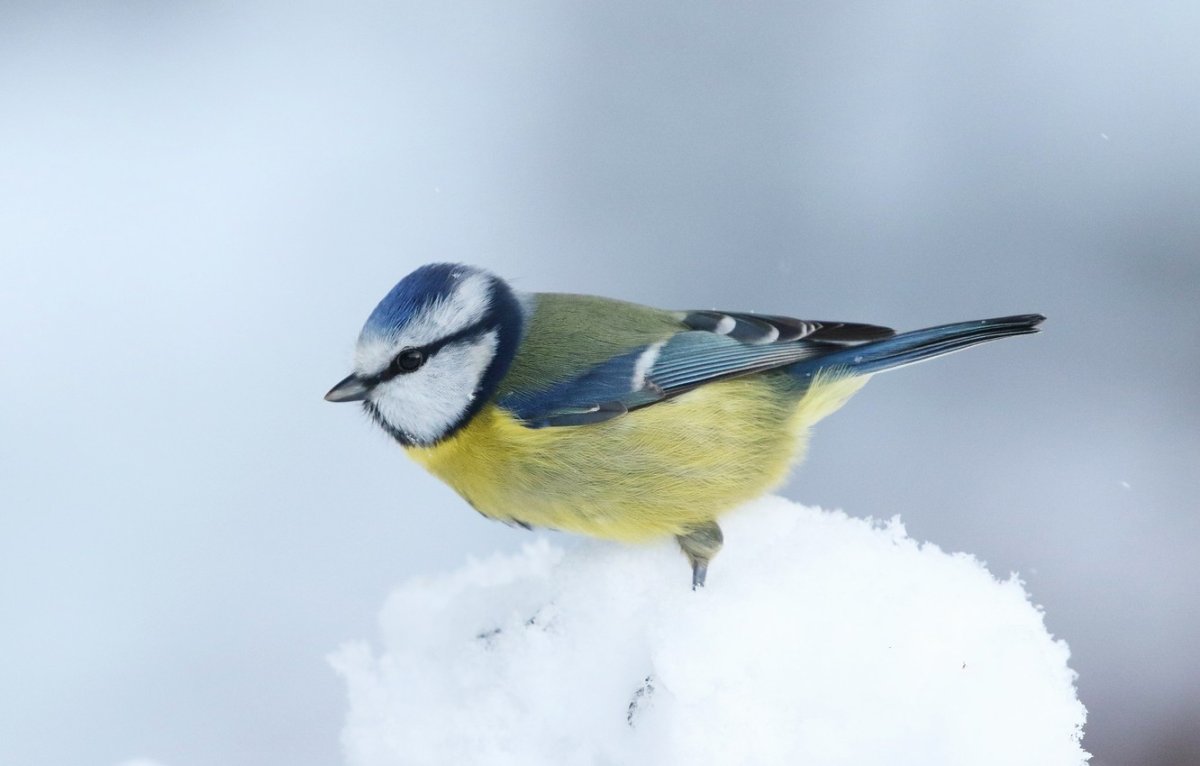 Зимующие синицы