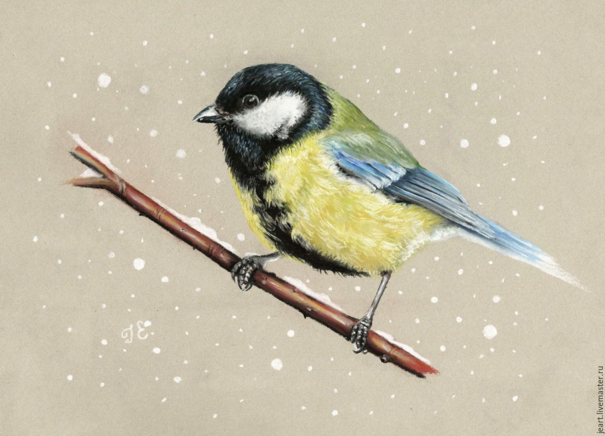 Синичка рисунок
