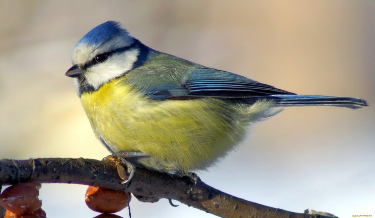 Птичка синичка для детей