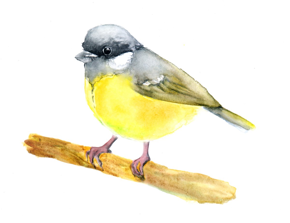 Синица рисунок