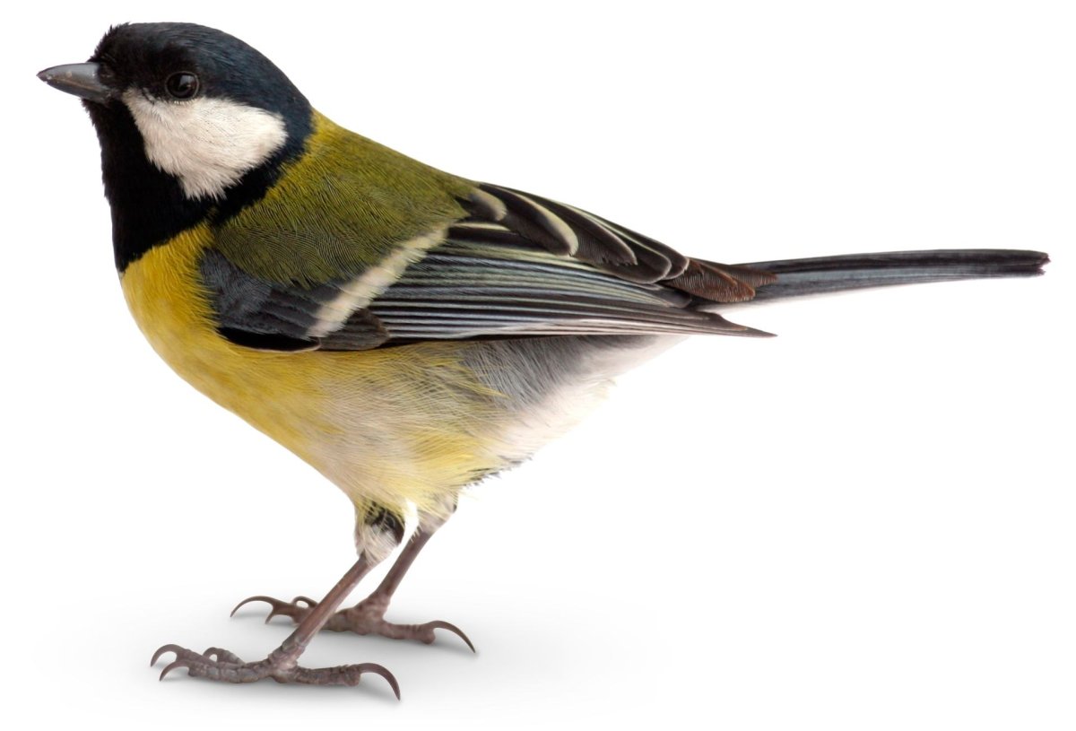 Синица птица на белом фоне